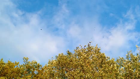 a flock of hooded crows taking off from a golden tree in autumn