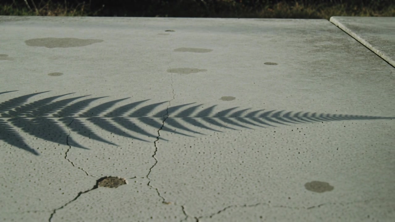 Swaying frond in breeze casting long pinnate leaf shadow across cracked slab with stains