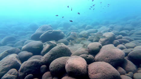 Fish-swimming-underwater-over-rocky-bottom-of-ocean,-POV-diving-view