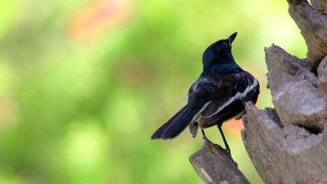 東方<unk> (eastern magpie-robin) 是泰國最常見的鳥類,可以在任何地方看到它.