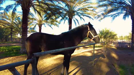 sick horse in a paddock