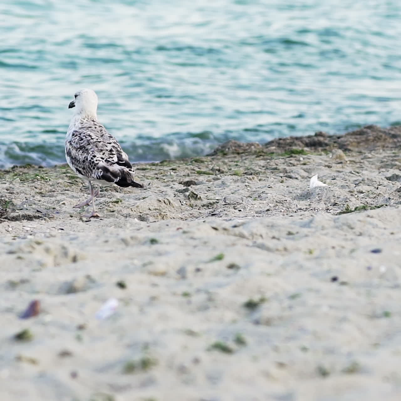 Close-up of seagull at the edge of sea water at sandy beach. Beautiful bird gull walking at the shoreline on the background of blue water. Slow motion.