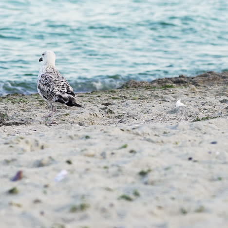 close-up of seagull at the edge of sea water at sandy beach. beautiful bird gull walking at the shoreline on the background of blue water. slow motion.