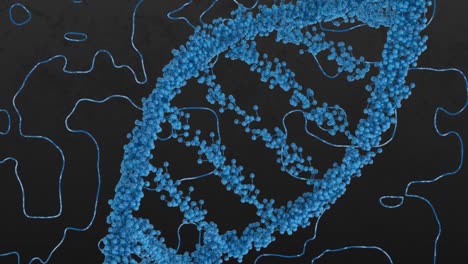 Animation-of-macro-of-blue-dna-strand-over-blue-map-lines-on-black-background