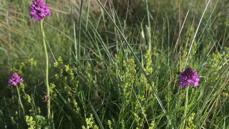 Slide-up-with-focus-on-a-group-of-pyramidal-orchids-in-the-wild-grass-meadow