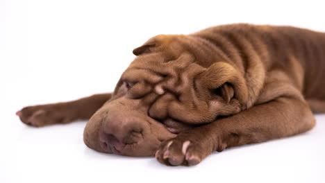 shar pei dog puppy lying down against white background