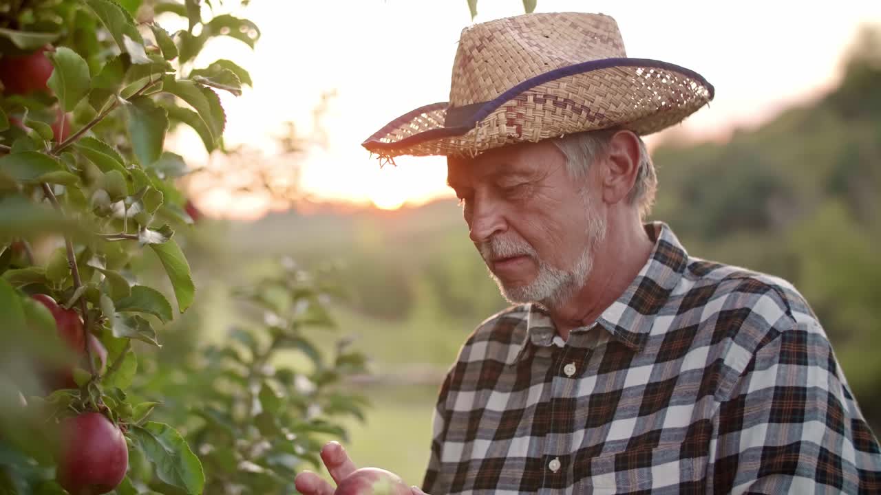 vista de la mano del orgulloso agricultor en su huerto de manzanas