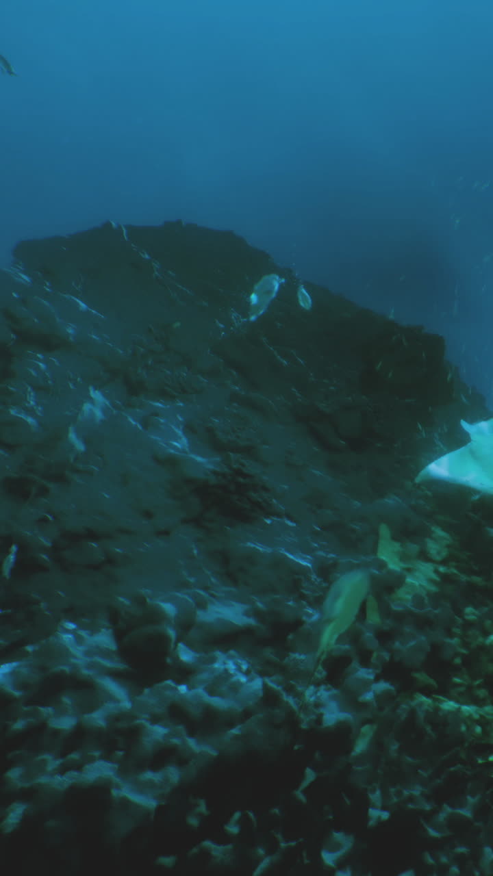 Exploring the vibrant mysteries of the underwater world in deep blue seas