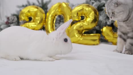 the symbol of the year 2023 is the rabbit on the background of the christmas