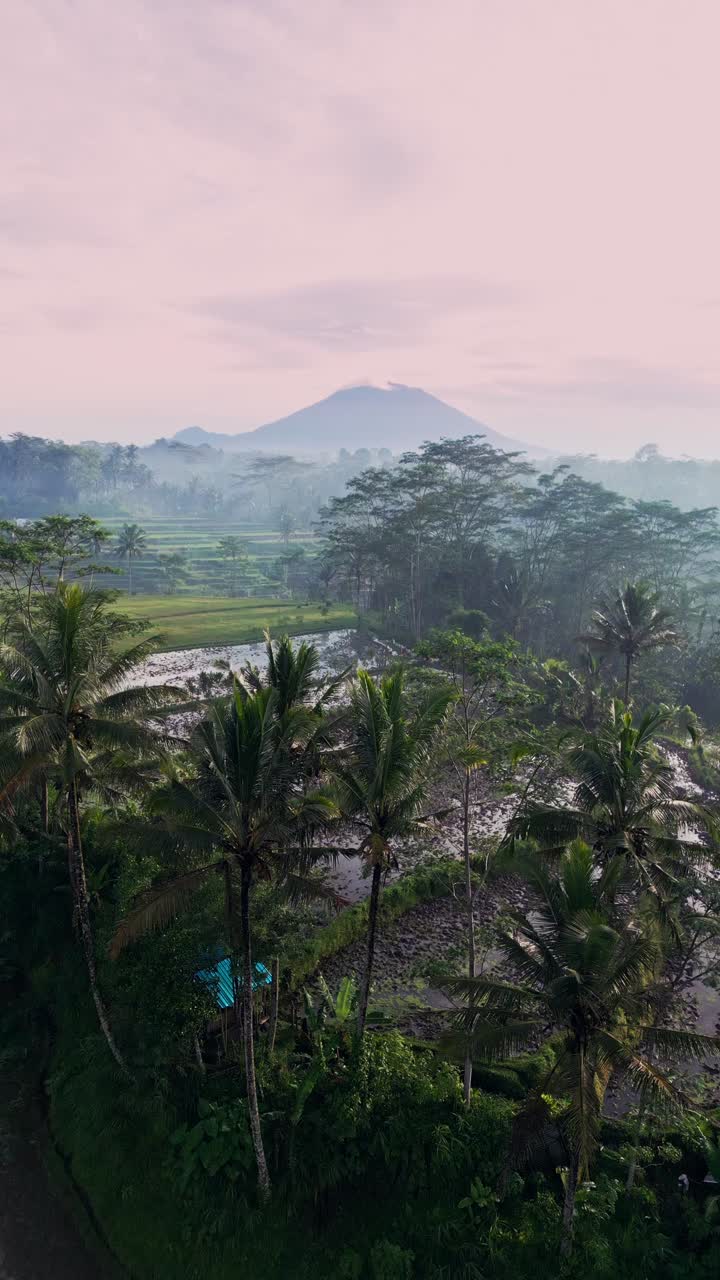 Aerial view from a vertical drone reveals lush stepped rice terraces bathed in warm morning light with Mount Agung towering in the distance forming a perfect natural composition.