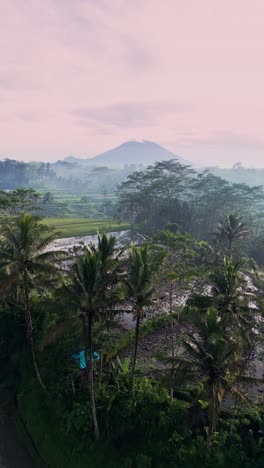 aerial view from a vertical drone reveals lush stepped rice terraces bathed in warm morning light with mount agung towering in the distance forming a perfect natural composition.