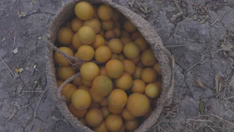 flexible wooden wicker basket full of orange fruits in garden saudi arabia persian local people fresh juice fruit organic healthy vitamin c wicker wooden basket traditional agriculture farmer market