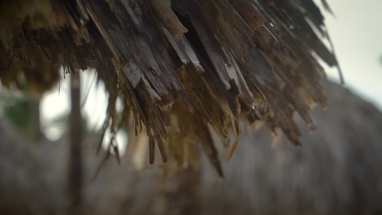 Raindrops falling off the palm tree in the Carribean beach