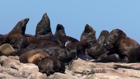 Una-Panorámica-Suave-Y-Constante-De-Un-Grupo-De-Lobos-Marinos-Acurrucados-En-Una-Pequeña-Isla-Oceánica-Frente-A-La-Costa-De-Sudáfrica