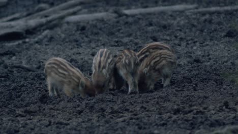 cute small wild bore piglets searching digging food in mud in evening dusk low light