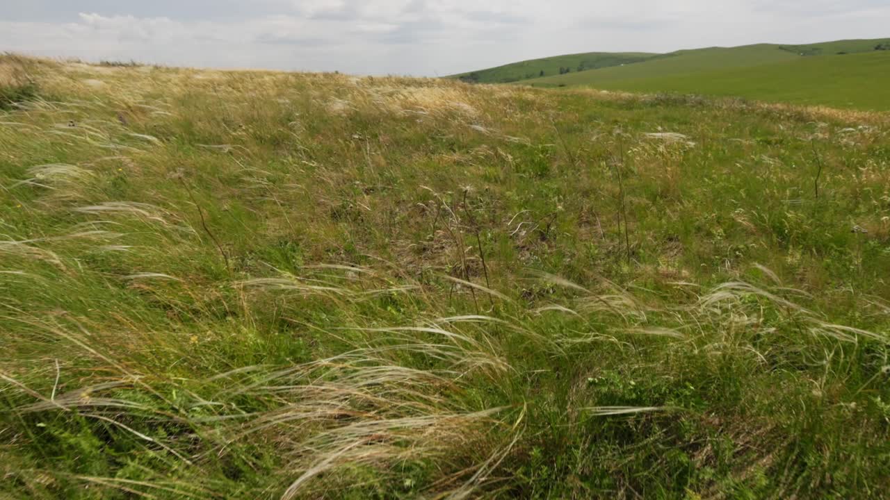 Vast Grassland Field with Fluffy Grass