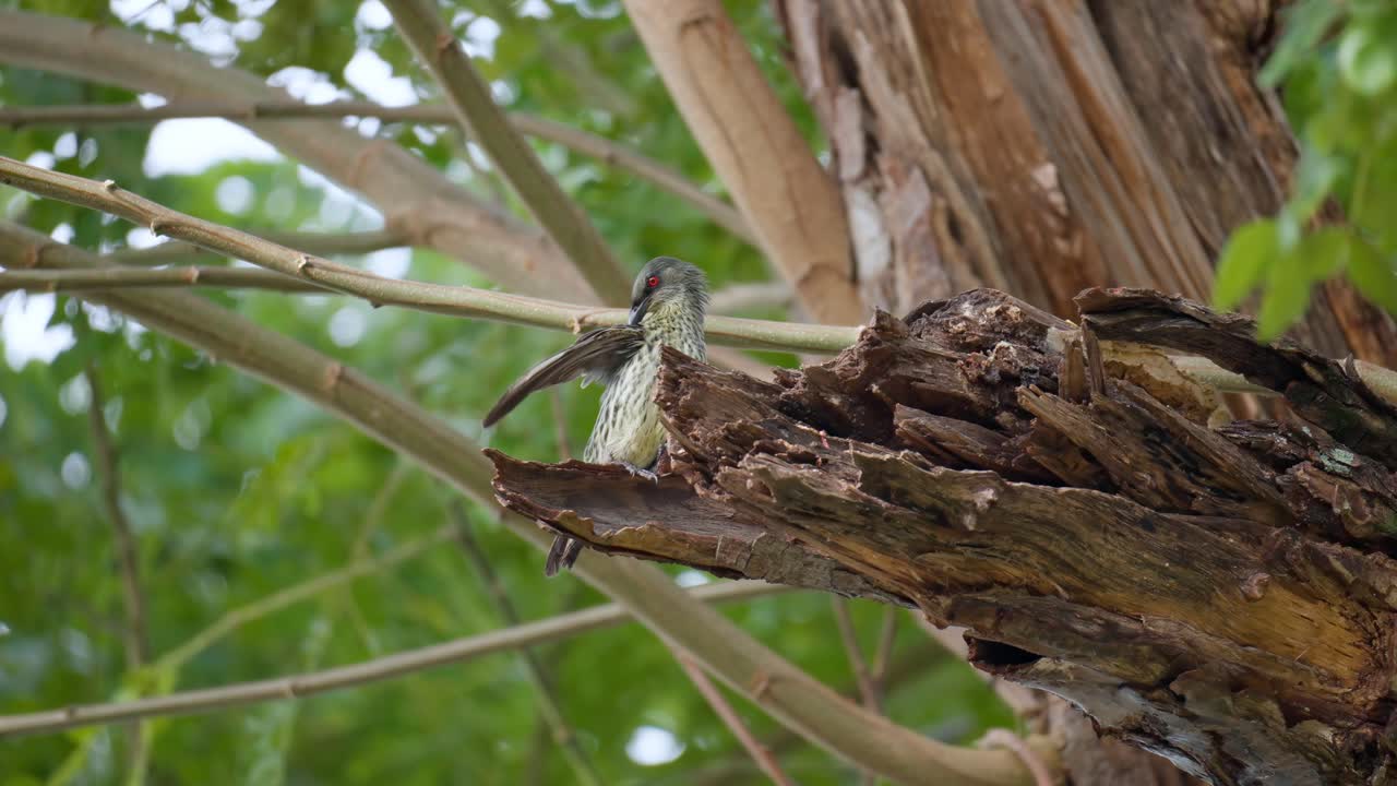estornino brillante asiático inmaduro acicalándose o limpiando el plumaje posado en una rama muerta cerca de su nido en el bosque