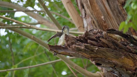 Immature-Asian-Glossy-Starling-Preening-or-Cleaning-Plumage-Perched-on-Dead-Branch-Near-its-Nest-in-Forest