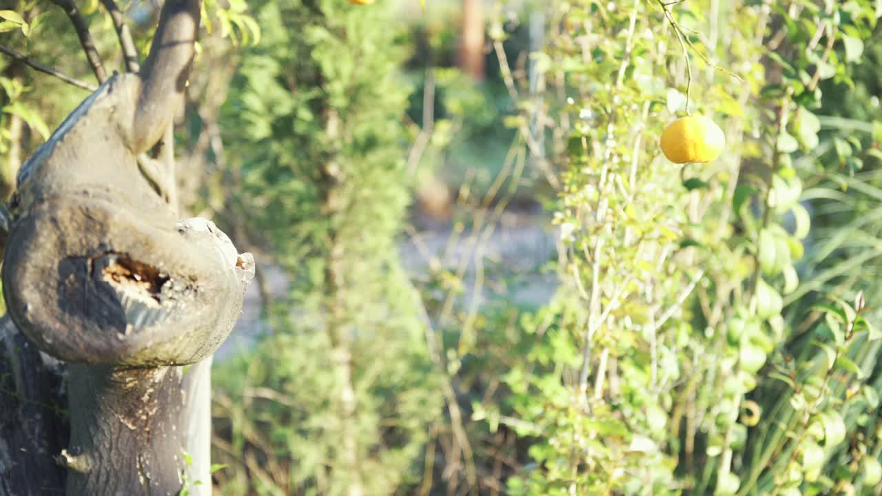 오렌지색 과 장식 된 나무 줄기 를 가진 정원