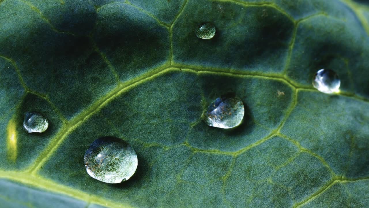 Water Drops on a Kale Leaf