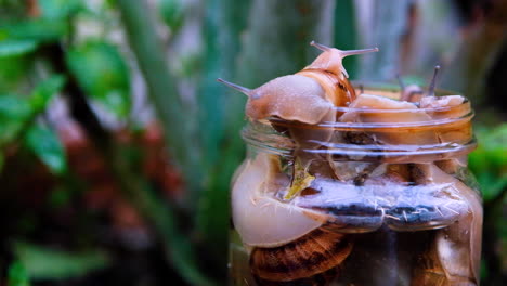 slimy gross garden snails in jar trying to escape, common pest