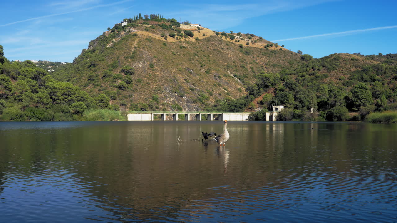 Ducks at the Embalse of Guadalmina in Benahavis, Malaga, Spain