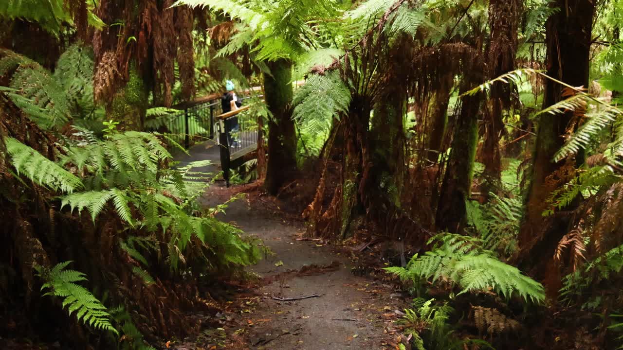 울창 한 열대 우림 길 을 고 있는 사람