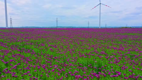 Fly-Over-Purple-Poppy-Flowers-On-The-Field-With-A-Wind-Turbine-In-The-Background