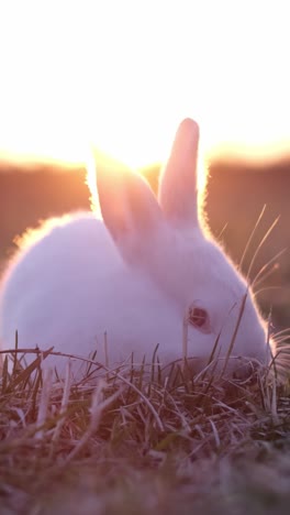 white rabbit in golden hour sunlight
