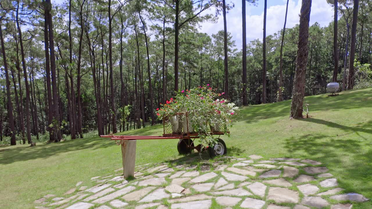 hermoso paisaje de frondosos árboles forestales desde el jardín al aire libre en jarabacoa, república dominicana