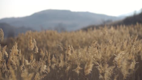 dried grass in the wind on late winter at camp