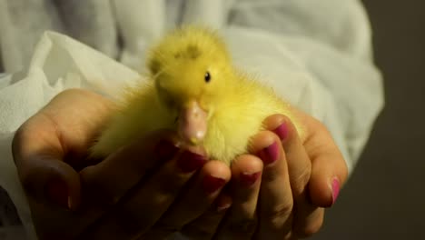 cute yellow duckling in female hands