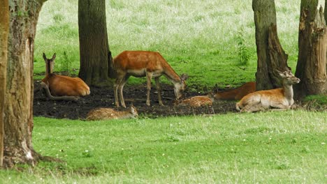 group of red deers resting under trees with green meadows at zoo gdansk in poland