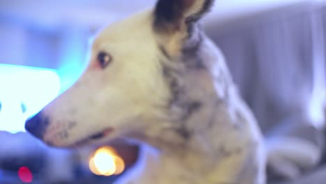 Cute-white-dog-with-black-spots,-resting-on-sofa's-arm-indoors