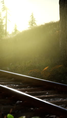 railroad tracks through a forest