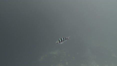 two tropical fish swimming gracefully in clear waters, sunlight piercing the surface, philippines