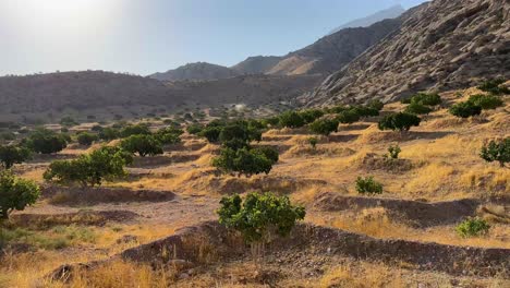 scenic view of fig garden in middle east desert climate the organic wild natural rainfed rain water irrigation garden dry fruit orchard agriculture product land mountain landscape panoramic background