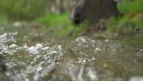 agua que fluye sobre las rocas en un arroyo