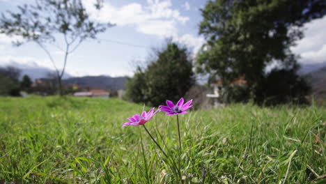 Hermosas-Flores-De-Anémona-De-Hoja-Ancha-Que-Florecen-En-El-Exuberante-Prado-En-Grecia---Tiro-Medio