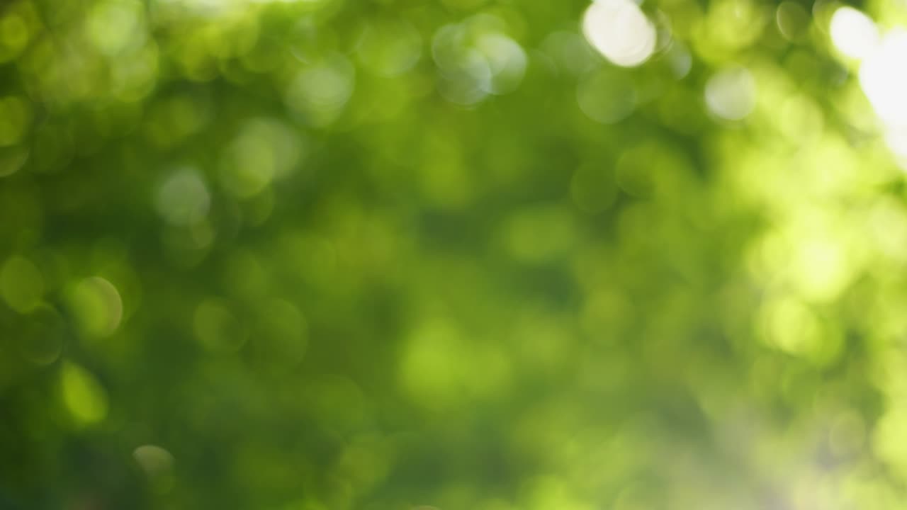 hermoso verde vibrante natural 4k video bokeh fondo abstracto hojas desenfocadas de árboles viejos y suave puesta de sol luz solar transparente a través de ramas y follaje fresco soplado por el viento
