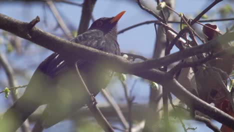 close low shot of a young blackbird, sitting on a branch which is moving in the wind