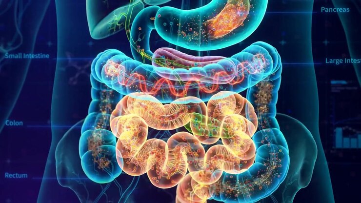 Detailed 3D render of the human digestive system translucent 3d digestive system with glowing particles in stomach