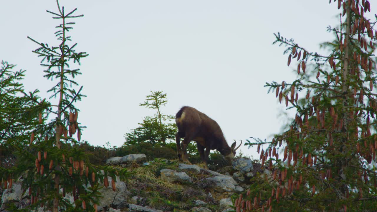 샤무아가 고산 능선을 걷고 있다