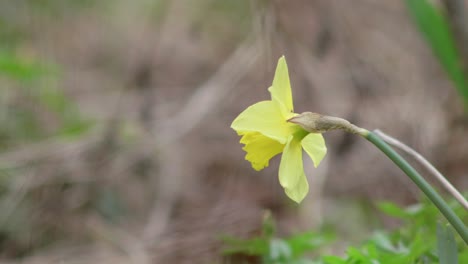 A-lone-yellow-daffodil-in-a-field-during-springtime