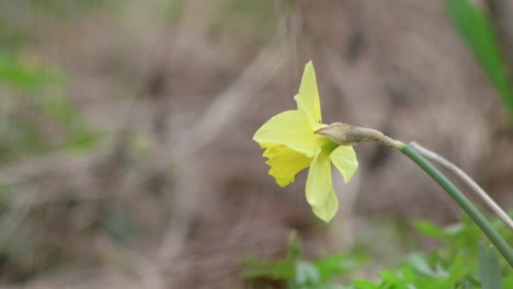 un solitario narciso amarillo en un campo durante la primavera