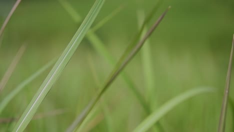 Ein-Mehrjähriges-Gras,-Das-Im-Tropischen-Und-Subtropischen-Asien-Beheimatet-Ist-Und-Auch-In-Mehrere-Länder-Eingeführt-Wurde