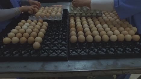 put the eggs in the displays for the production of chicks