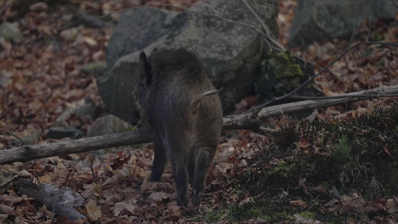 Cinghiale che salta su un tronco d'albero caduto nel parco safari del Parc Omega in Quebec, Canada.