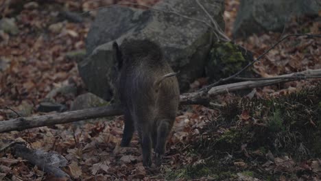 wild boar jump on fallen trunk of tree in safari park of parc omega in quebec, canada