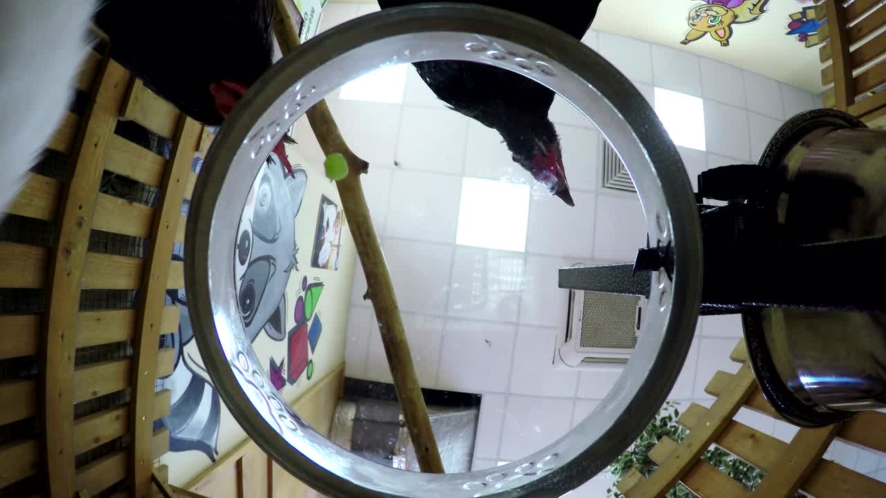 gallina negra, pollo blanco, gallo alimentado por un cuenco de fondo transparente, aficionado a las uvas verdes, el grano y las semillas